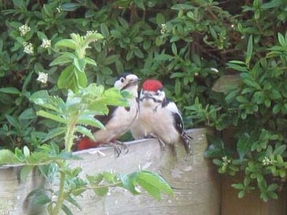 woodpecker photo